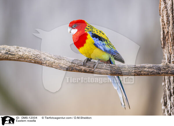 Eastern rosella / DMS-12004
