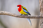 Eastern rosella