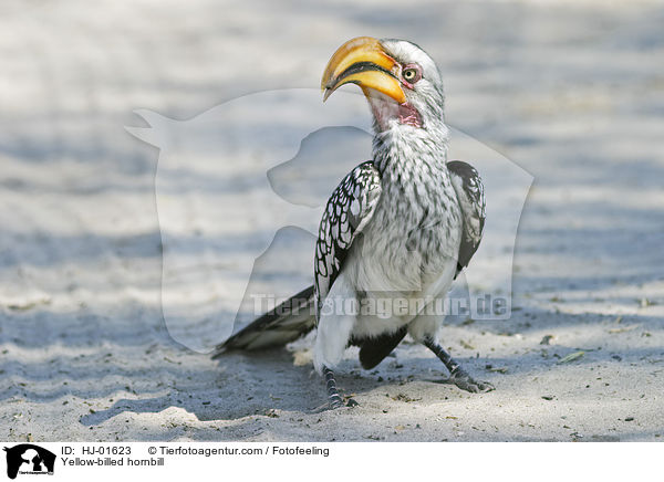Gelbschnabeltoko / Yellow-billed hornbill / HJ-01623