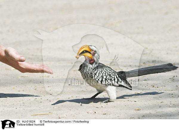Yellow-billed hornbill / HJ-01624