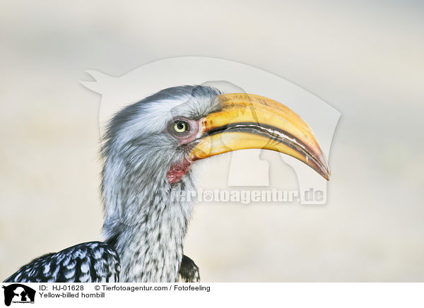 Gelbschnabeltoko / Yellow-billed hornbill / HJ-01628