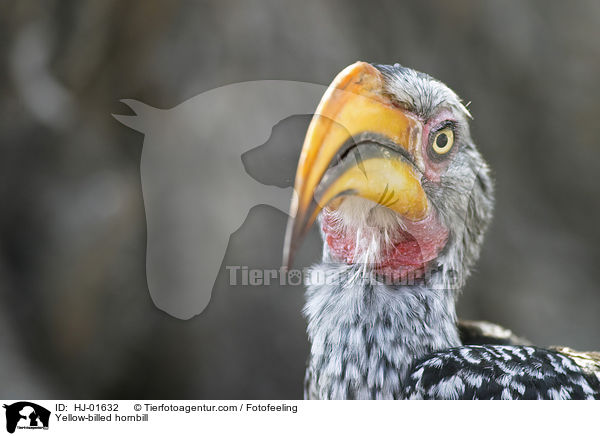 Yellow-billed hornbill / HJ-01632