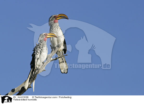 Yellow-billed hornbills / HJ-01636