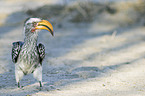 Yellow-billed hornbill