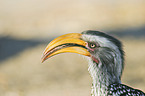 Yellow-billed hornbill