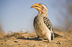 Yellow-billed hornbill