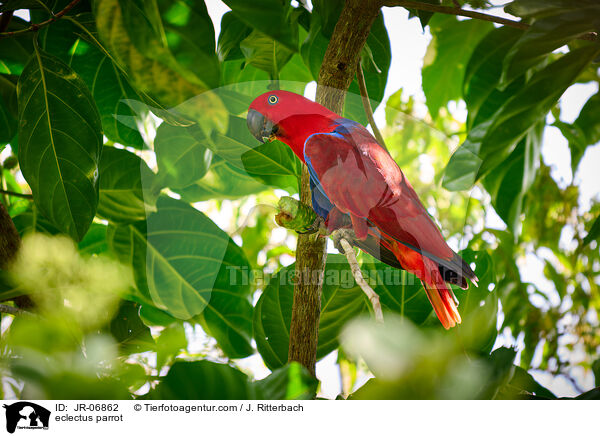 Edelpapagei / eclectus parrot / JR-06862
