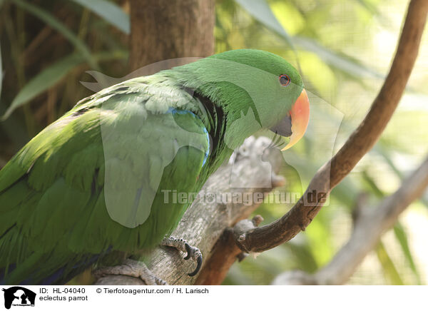 Edelpapagei / eclectus parrot / HL-04040