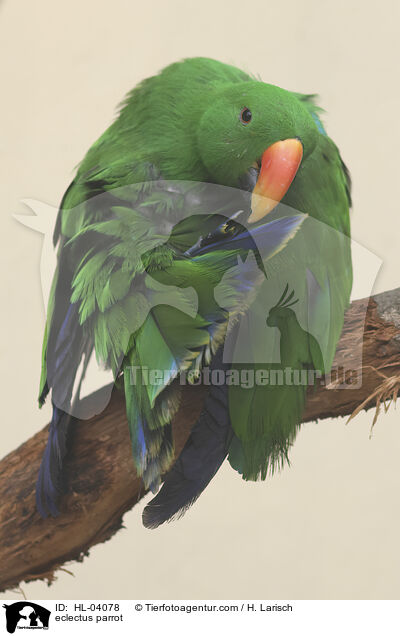 Edelpapagei / eclectus parrot / HL-04078