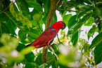 eclectus parrot
