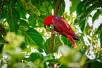 eclectus parrot
