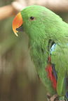 eclectus parrot