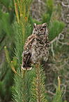Ecuadorian great horned owl