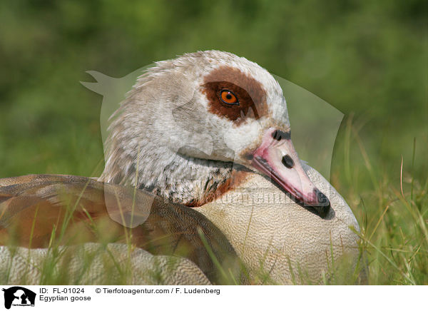 Egyptian goose / FL-01024