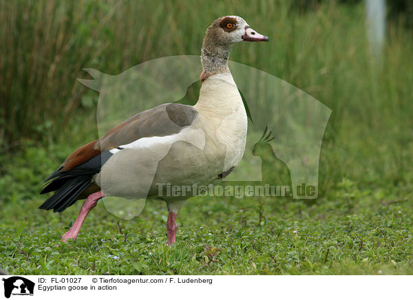 Nilgans in Bewegung / Egyptian goose in action / FL-01027