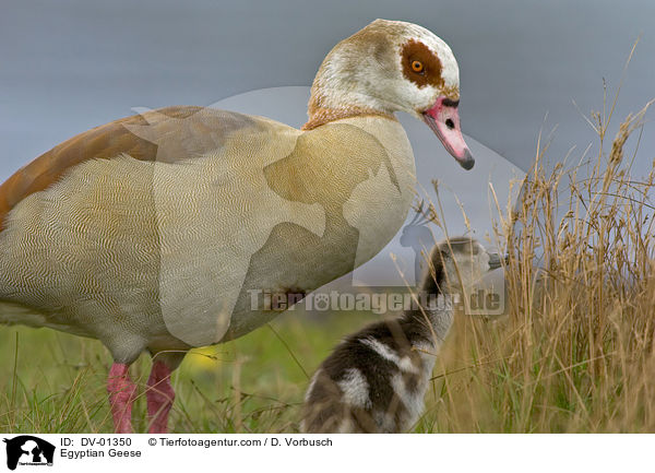 Nilgänse / Egyptian Geese / DV-01350