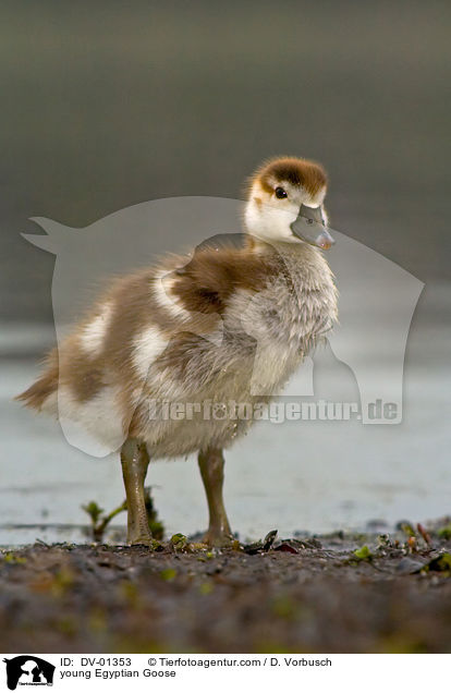 young Egyptian Goose / DV-01353