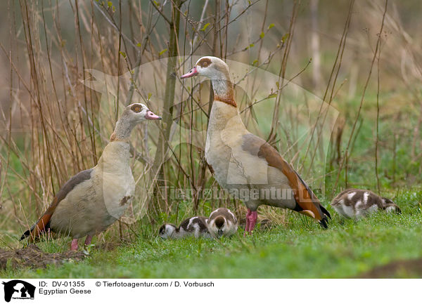 Egyptian Geese / DV-01355