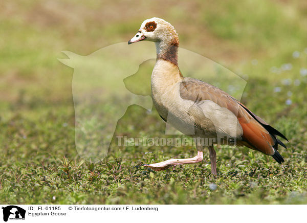 Egyptain Goose / FL-01185