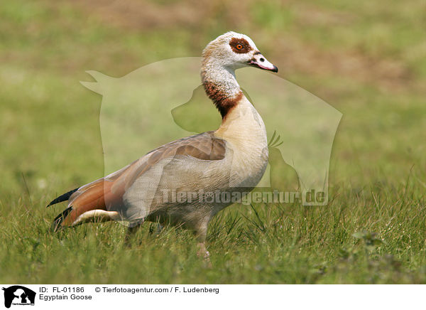 Egyptain Goose / FL-01186
