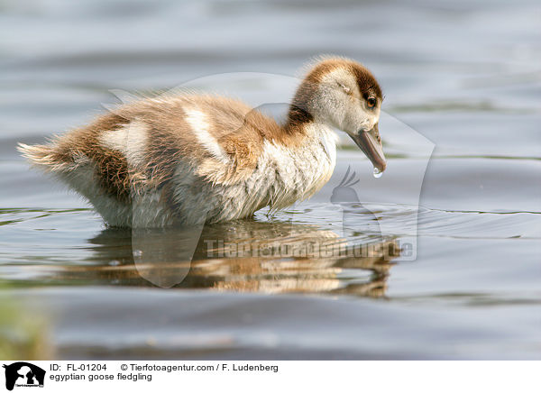 egyptian goose fledgling / FL-01204