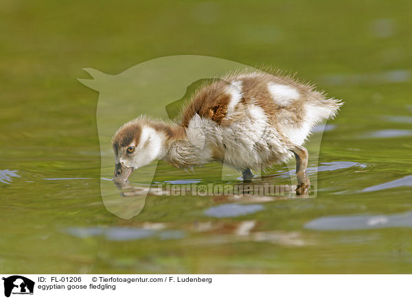 egyptian goose fledgling / FL-01206