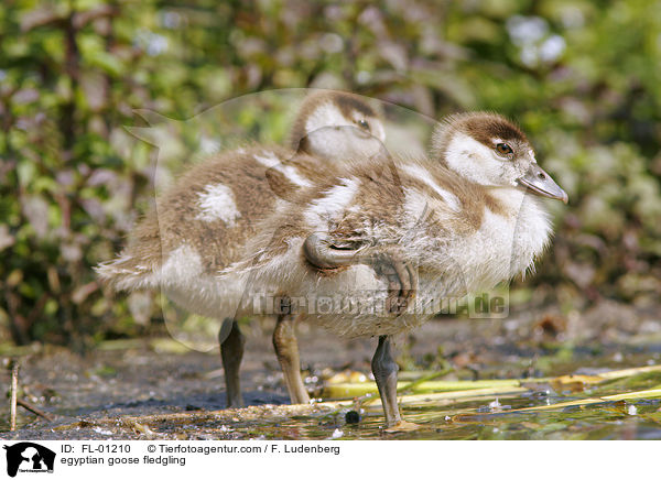 egyptian goose fledgling / FL-01210