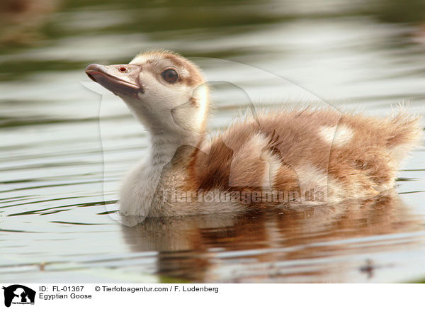 Egyptian Goose / FL-01367