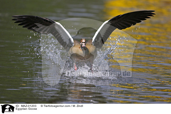 Egyptian Goose / MAZ-01203