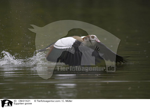 Egyptian goose / CM-01421
