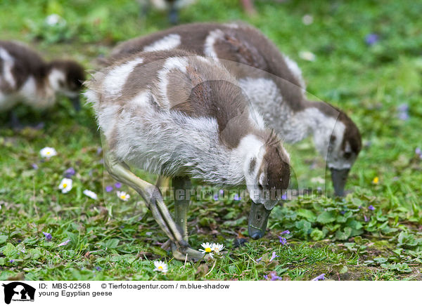 young Egyptian geese / MBS-02568