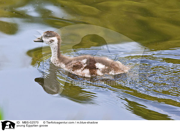 young Egyptian goose / MBS-02570