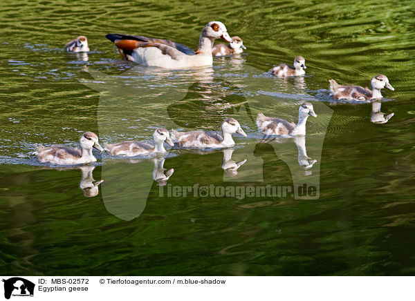 Egyptian geese / MBS-02572