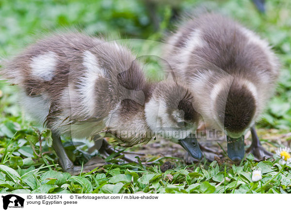 young Egyptian geese / MBS-02574