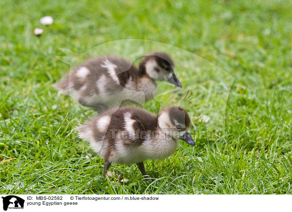 young Egyptian geese / MBS-02582
