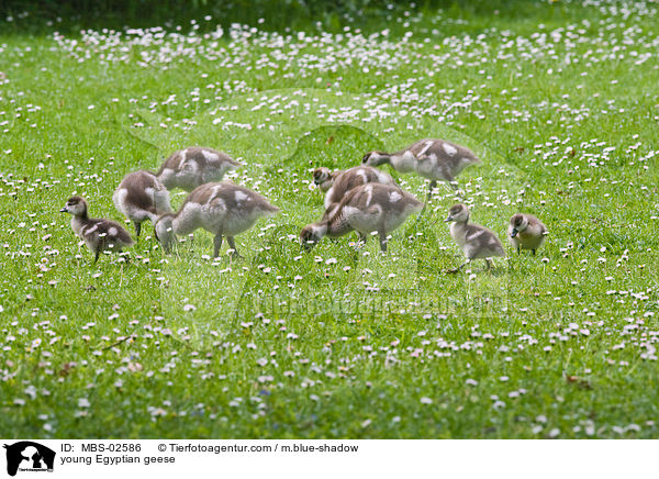 young Egyptian geese / MBS-02586