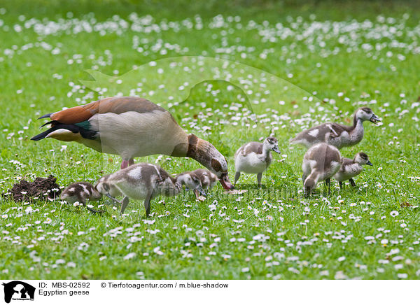 Egyptian geese / MBS-02592