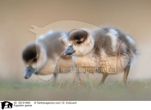 Egyptian geese / DV-01960