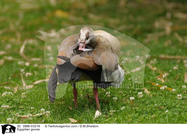 Egyptian goose / DMS-03216