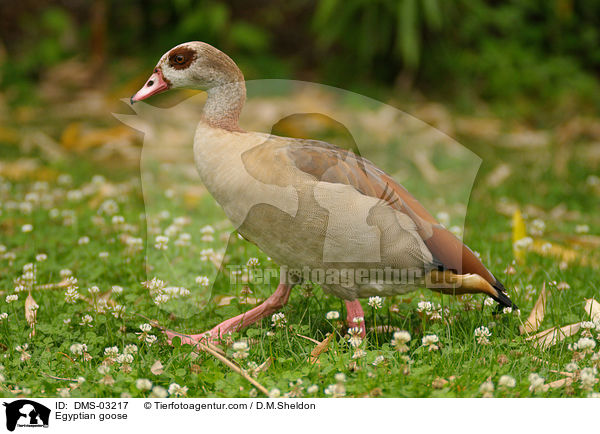 Egyptian goose / DMS-03217