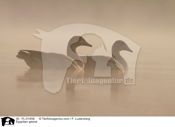 Egyptian geese / FL-01658