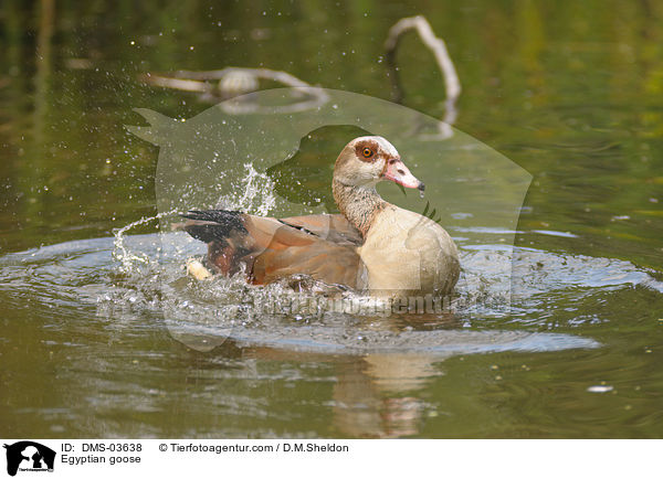 Egyptian goose / DMS-03638
