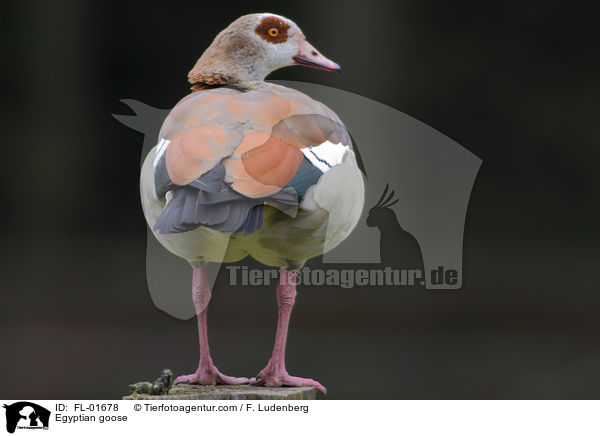 Egyptian goose / FL-01678