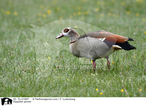 Egyptian goose / FL-01687
