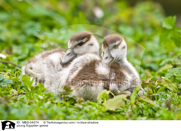 young Egyptian geese / MBS-04074