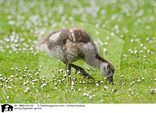 young Egyptian goose / MBS-04130