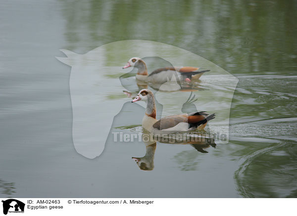 Egyptian geese / AM-02463