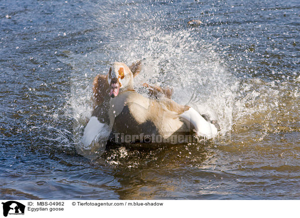 Egyptian goose / MBS-04962