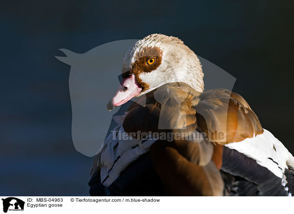 Egyptian goose / MBS-04963