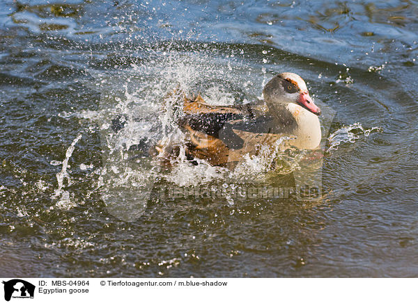 Egyptian goose / MBS-04964
